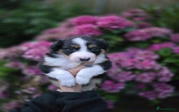 Border Collie dogs for sale: Border collie puppies tri-color blue merles  - Image 7