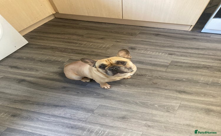 French Bulldog dogs - Advert 3