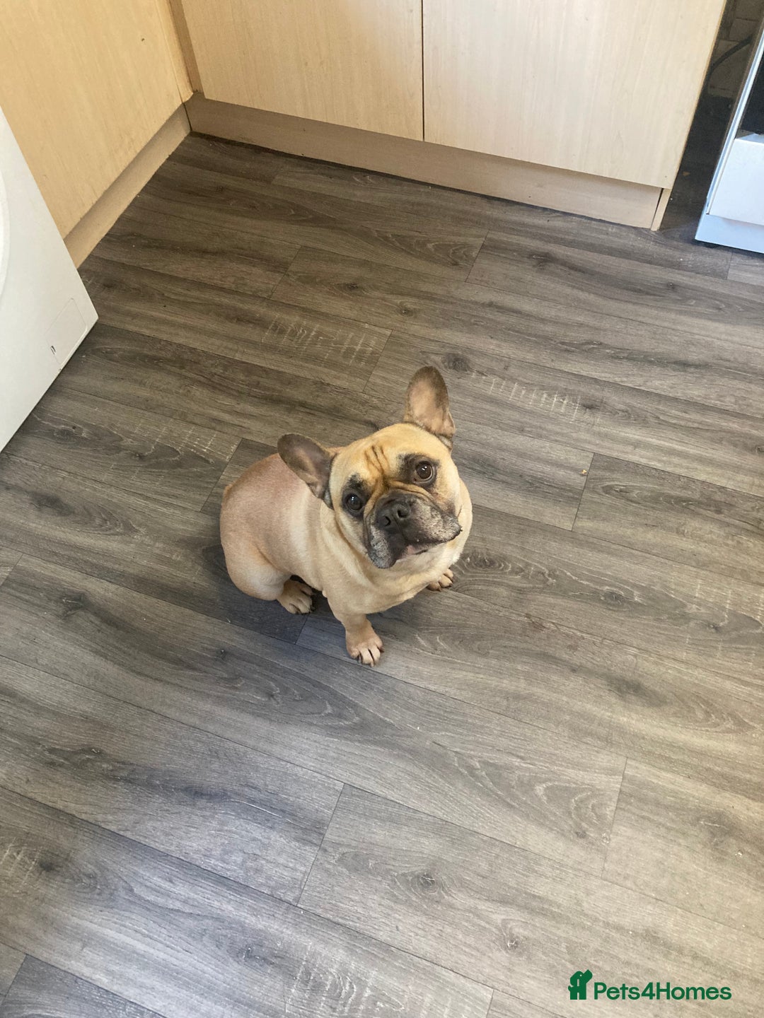 French Bulldog dogs for sale: Hugo the Frenchie - Image 1