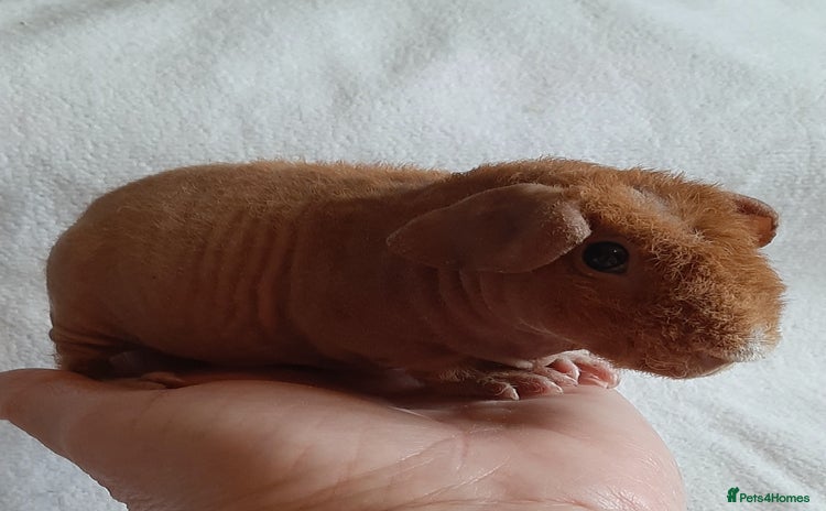 Guinea Pig rodents - Advert 9