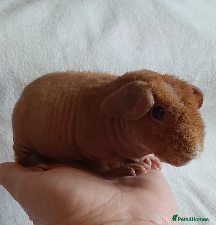 Guinea Pig rodents - Advert 4