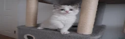 Ragdoll cats for sale: Champion European R-Bloodline Ragdoll Kittens - Advert 18