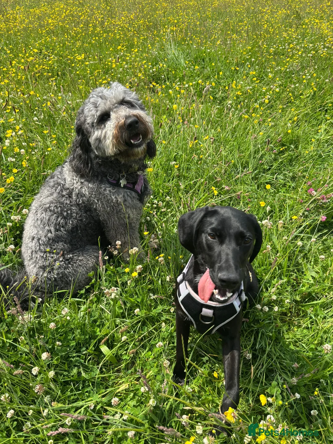 Goldador dogs for sale: Beautiful & Loving 1yr Goldador (Trinity) - Advert 6