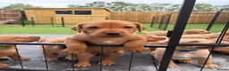 Labrador Retriever dogs for sale: Beautiful KC Registered Labrador Puppies - Advert 1