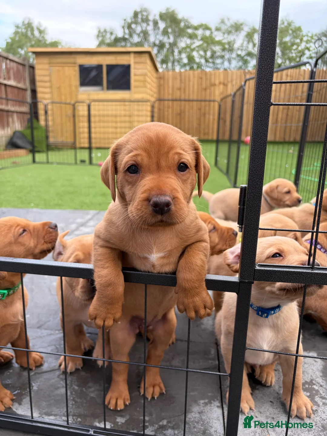 Labrador Retriever dogs for sale: Beautiful KC Registered Labrador Puppies - Advert 1