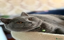 British Shorthair cats for sale: Adorable kittens - Image 4