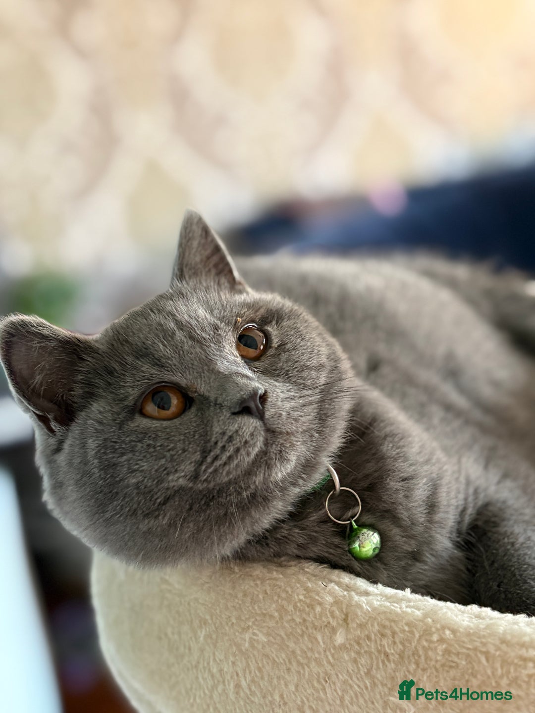 British Shorthair cats for sale: Adorable kittens - Image 4