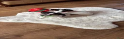 Jack Russell dogs for sale: Jack Russell puppies  - Advert 14