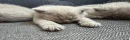 British Shorthair cats for sale: British shorthair boys and one girl cream/lilac  - Advert 5