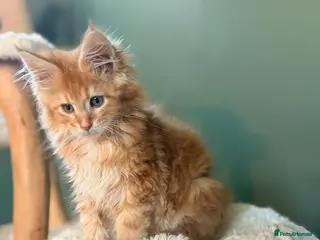 Maine Coon cats TICA registered Maine Coon kittens - Advert 11