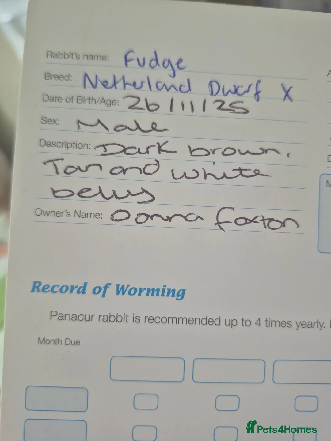 Dwarf Lop rabbits for sale: 2 male rabbits coco and fudge brothers. - Advert 11