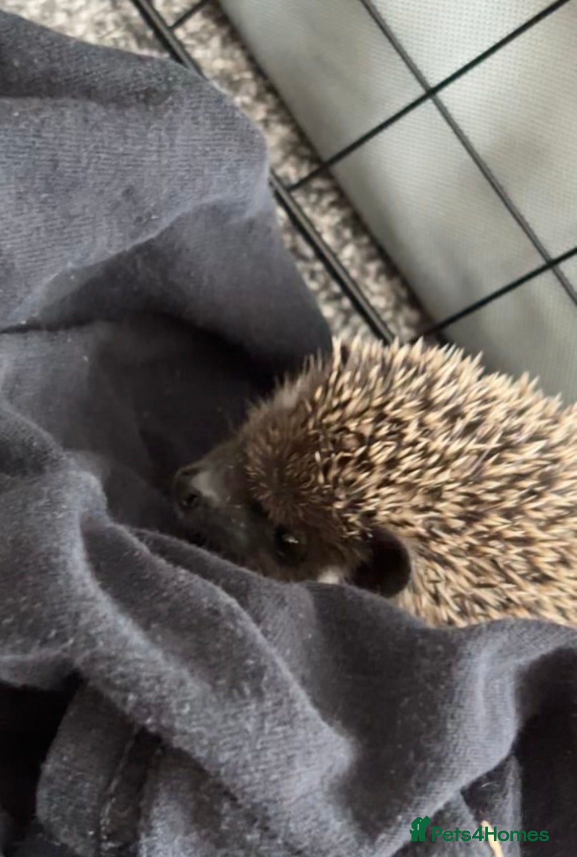 Pygmy Hedgehog rodents Pygmy hedgehog female almost 6 months old - Advert 2