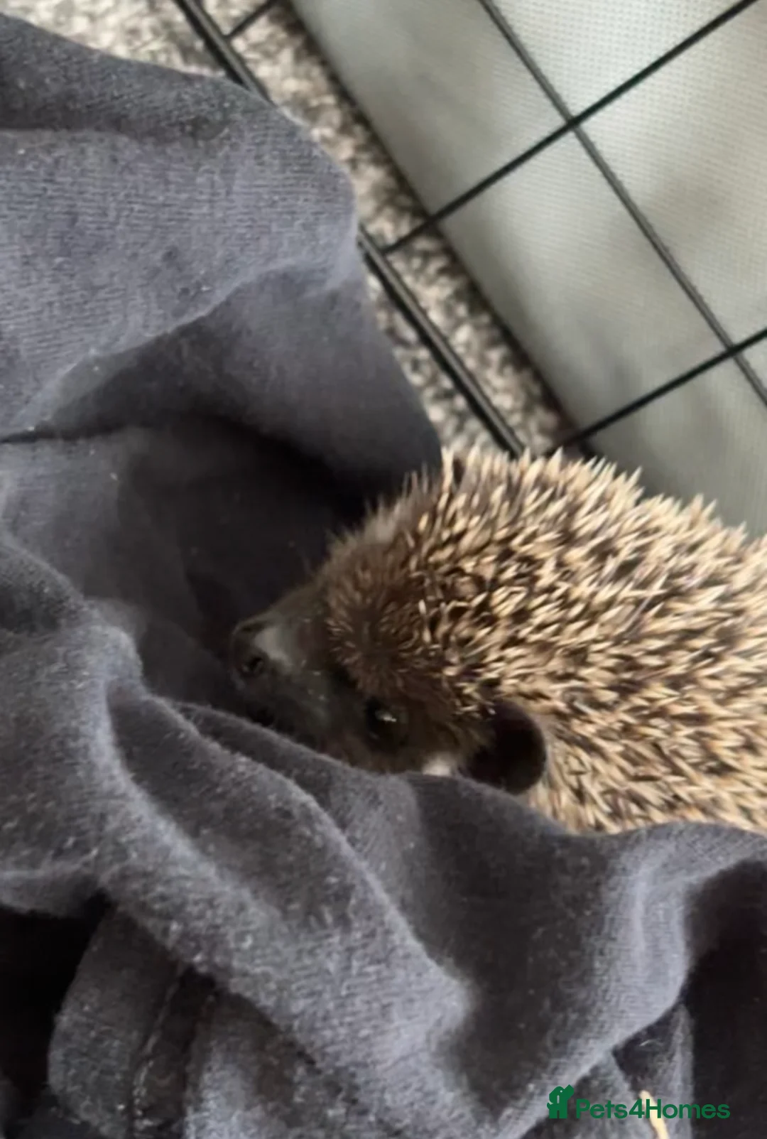Pygmy Hedgehog rodents for sale: Pygmy hedgehog female almost 6 months old - Advert 2