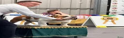 English Bulldog dogs for stud: Champion health tested show dog - Advert 3