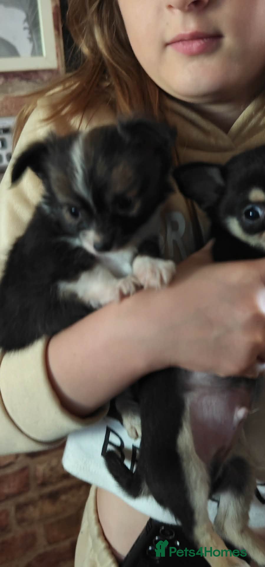 Chihuahua dogs Chichuchala  - Advert 1