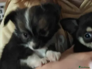 Chihuahua dogs Chichuchala - Advert 2