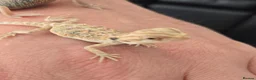 Bearded Dragon reptiles for sale: Hand tame in Pontypool - Advert 21