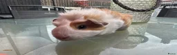 Guinea Pig rodents for sale: Beautiful baby piggies  - Advert 18