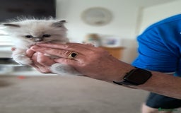Ragdoll cats for sale:  2 female beautiful Ragdoll kittens left - Image 13