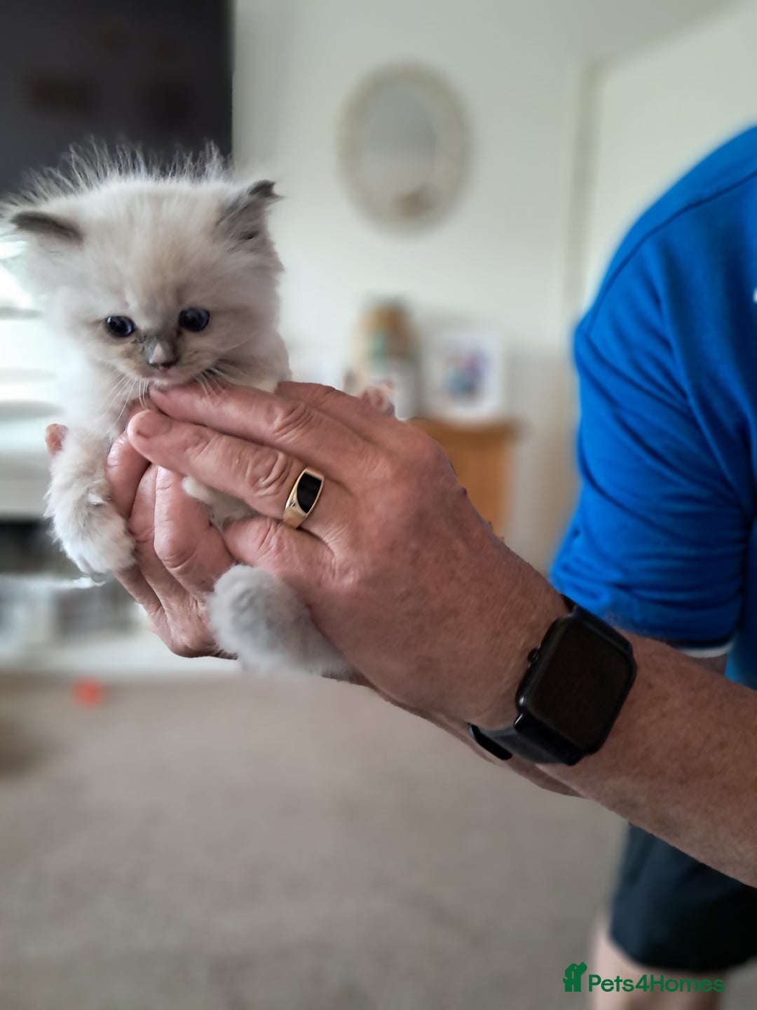 Ragdoll cats for sale:  2 female beautiful Ragdoll kittens left - Image 13
