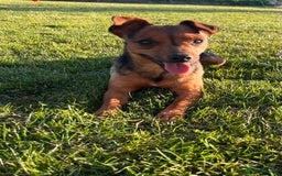 Jack Russell dogs for sale: Gorgeous short legged Jack Russell puppies   - Image 1