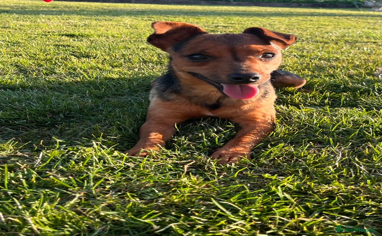 Jack Russell dogs - Advert 2