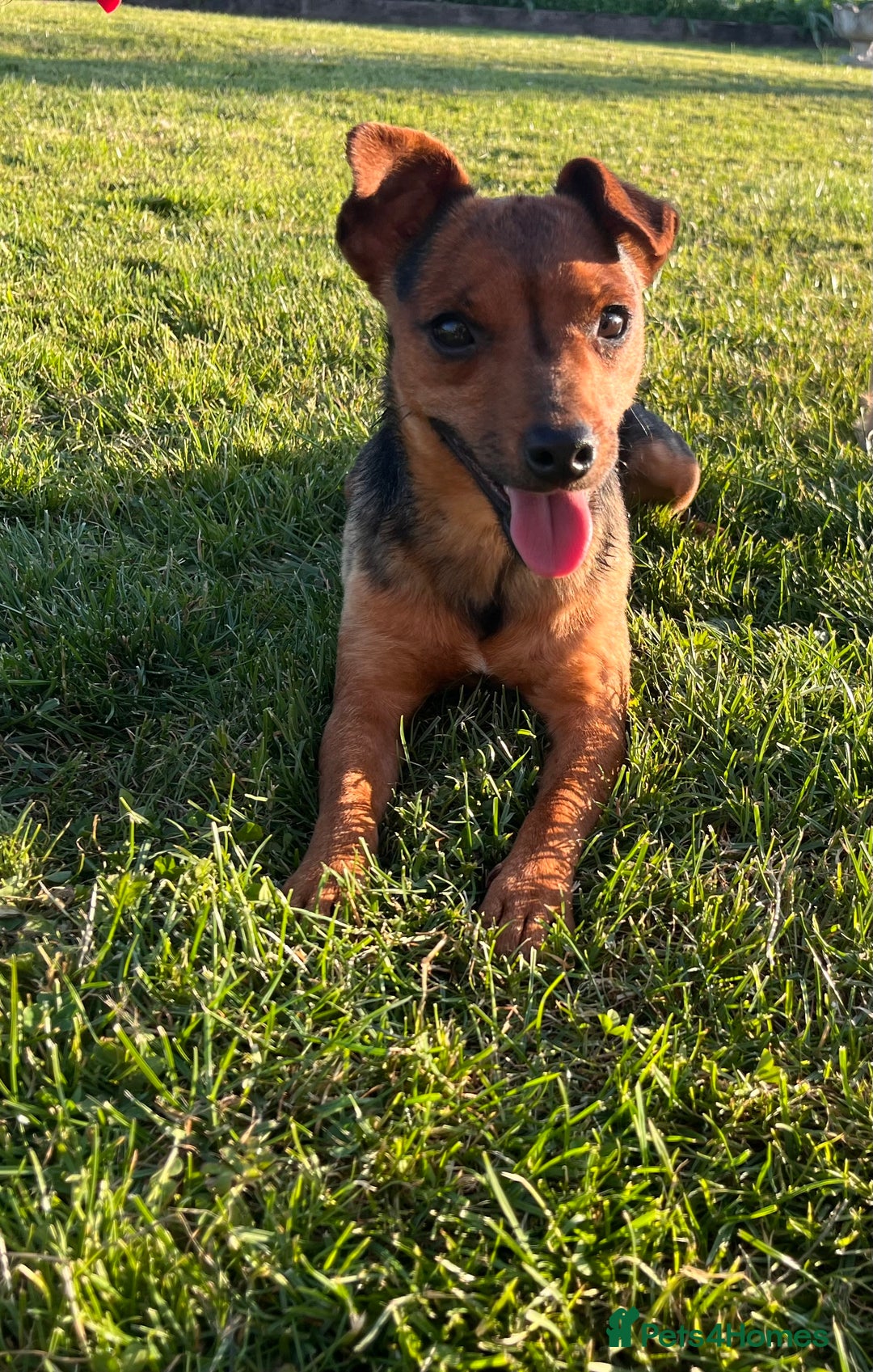 Jack Russell dogs for sale: Gorgeous short legged Jack Russell puppies   - Image 1