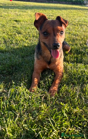 Jack Russell dogs - Advert 14