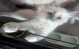 Ragdoll cats for sale: Colour point kittens - Image 3