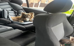 Chihuahua dogs for sale: Beautiful long haired lilac chihuahua for sale  - Image 3
