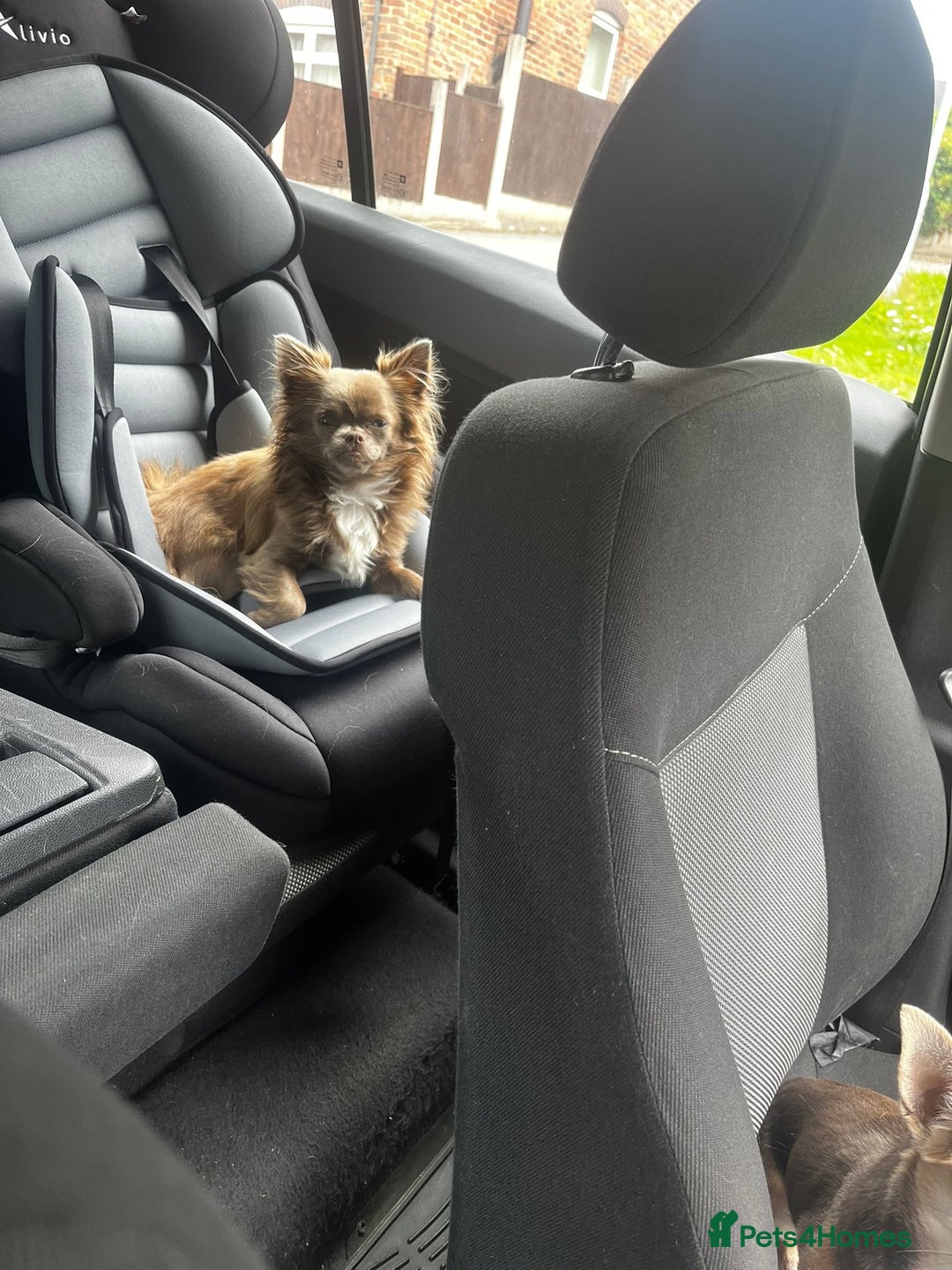 Chihuahua dogs for sale: Beautiful long haired lilac chihuahua for sale  - Image 3