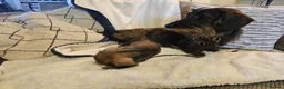 Dachshund dogs for sale: WIRE HAIRED STANDARD DACHSHUNDS  - Advert 10