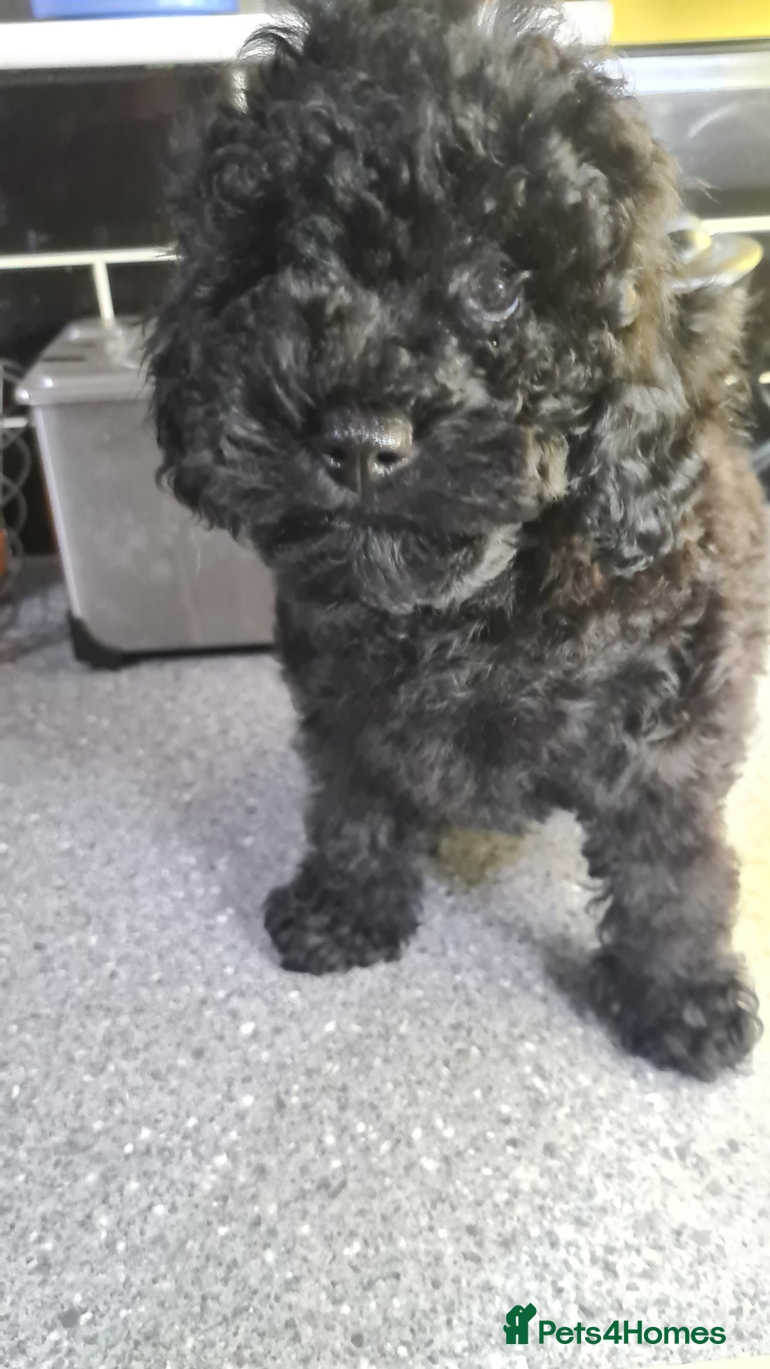 Toy Poodle dogs for sale: Toy poodle puppies  - Advert 8