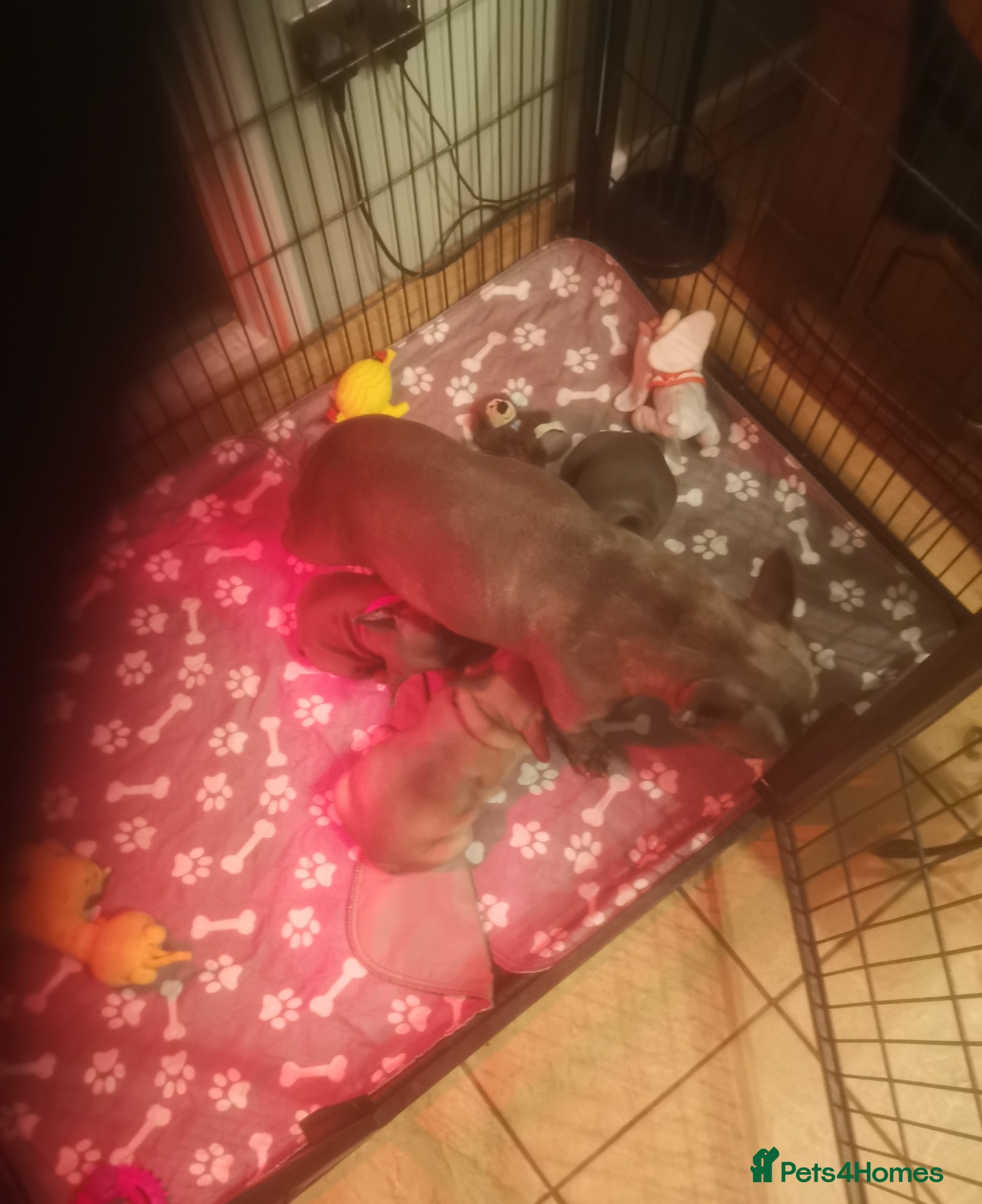 French Bulldog dogs French bulldog - Advert 1