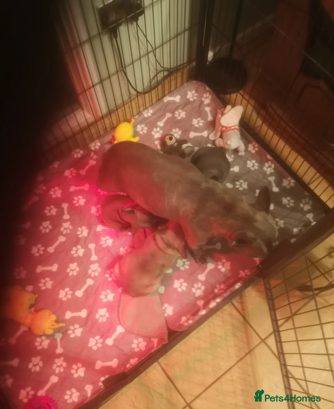 French Bulldog dogs for sale: French bulldog in Runcorn - Advert 1