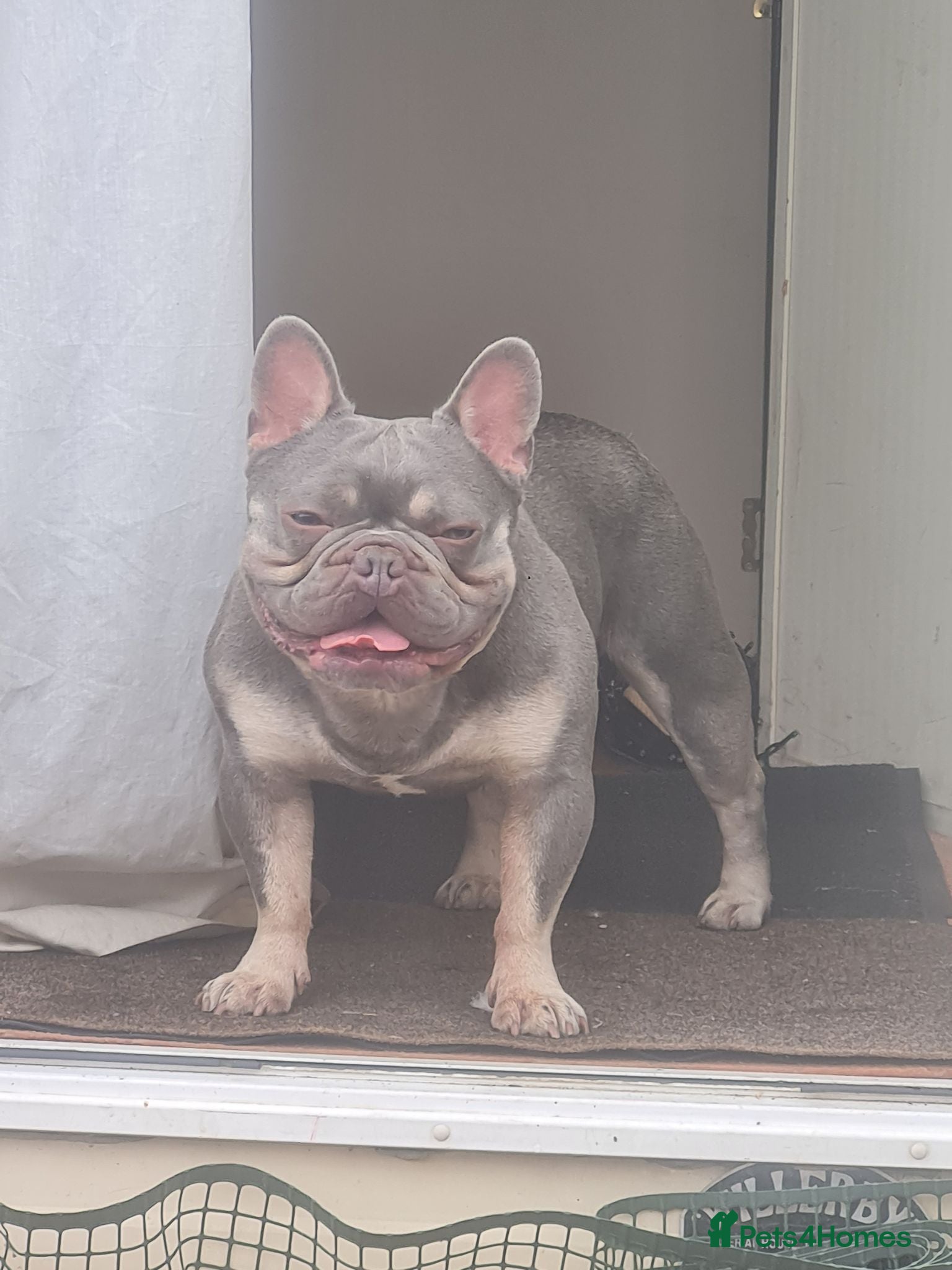 French Bulldog dogs French bulldog  - Advert 1