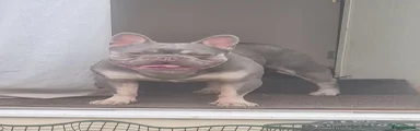 French Bulldog 1