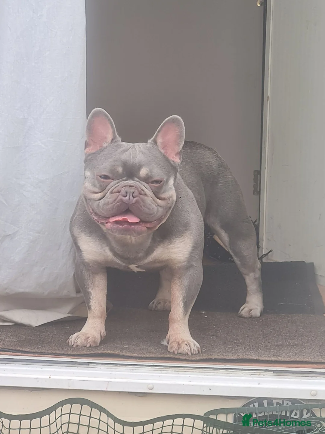 French Bulldog dogs for sale: French bulldog  - Advert 1