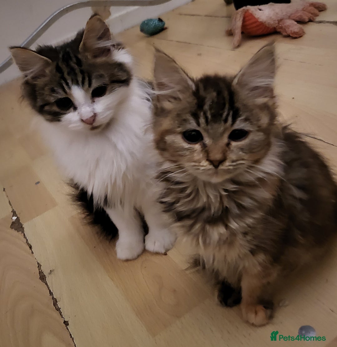 Mixed Breed cats for sale: Friendly playful kittens  - Advert 1