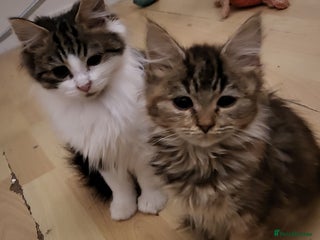 Mixed Breed cats Friendly playful kittens - Advert 1