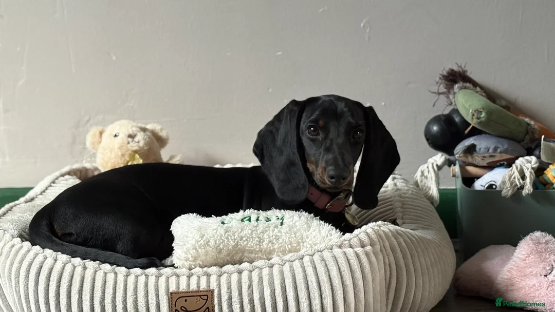 Dachshund dogs for sale: Dashhound  1 year old female  in Keighley - Advert 4