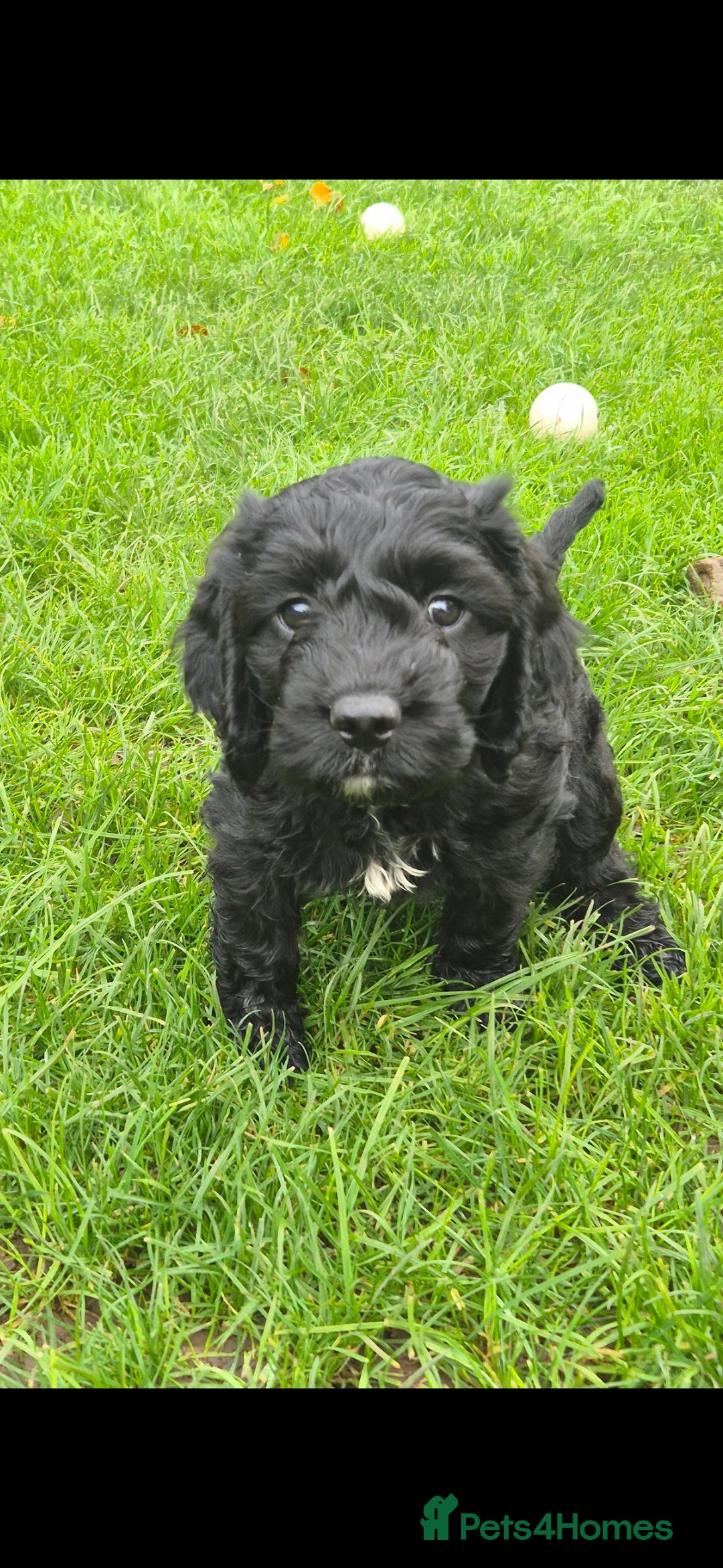 Cockapoo dogs for sale: cockapoo - Advert 7