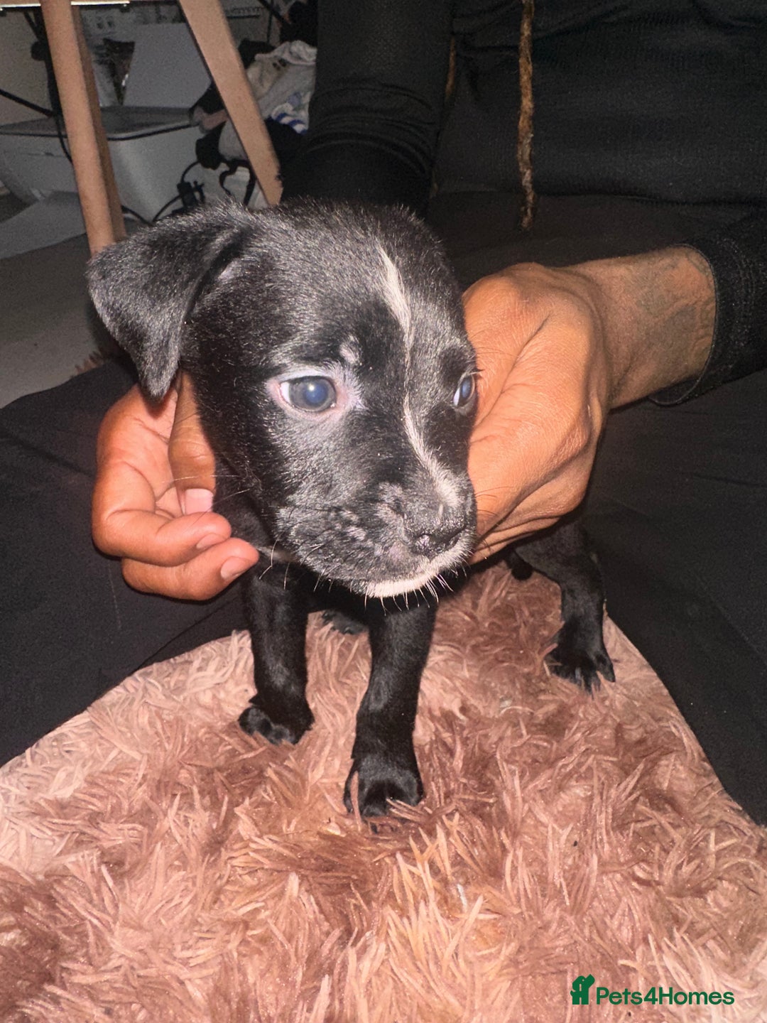 Mixed Breed dogs for sale: Mixed breed for cheap  - Image 15