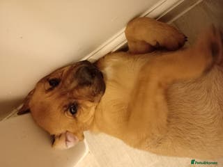 Mixed Breed dogs Female German shepherd x staffy pup - Advert 2