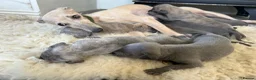 Whippet dogs for sale: Exceptional Puppies from health tested parents - Advert 4