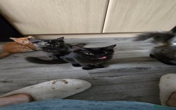 Maine Coon cats for sale: Amazing tortie Mainecoons - Image 34