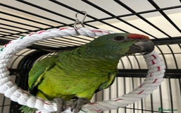 Parrots birds for sale: Hand Reared Baby Festive Amazons  - Image 2