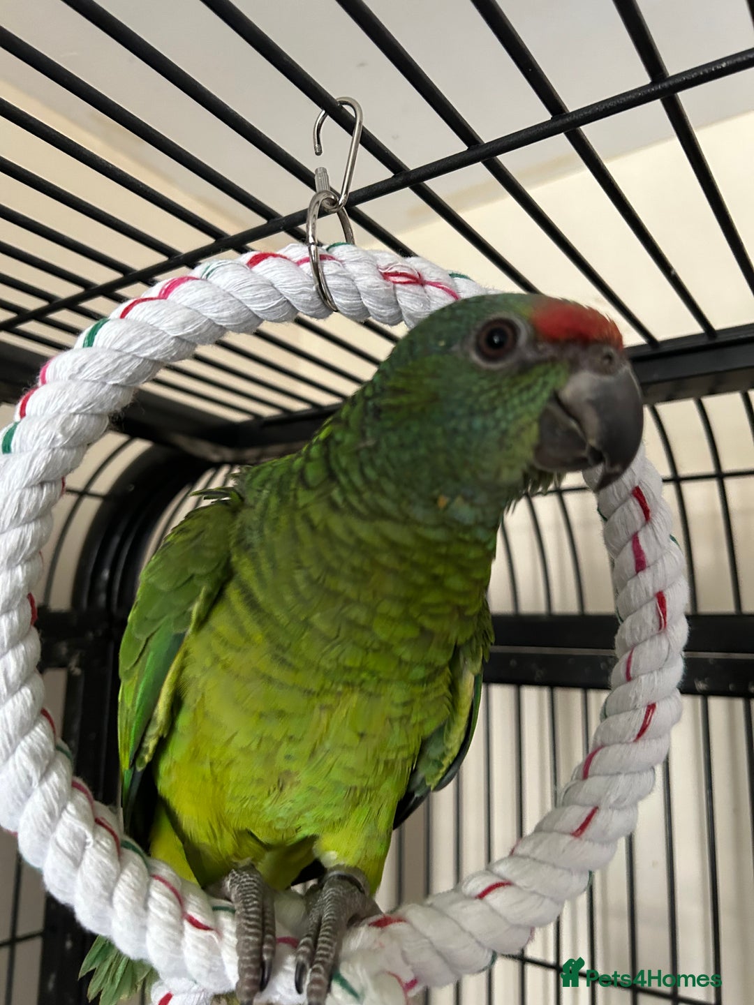 Parrots birds for sale: Hand Reared Baby Festive Amazons  - Image 2