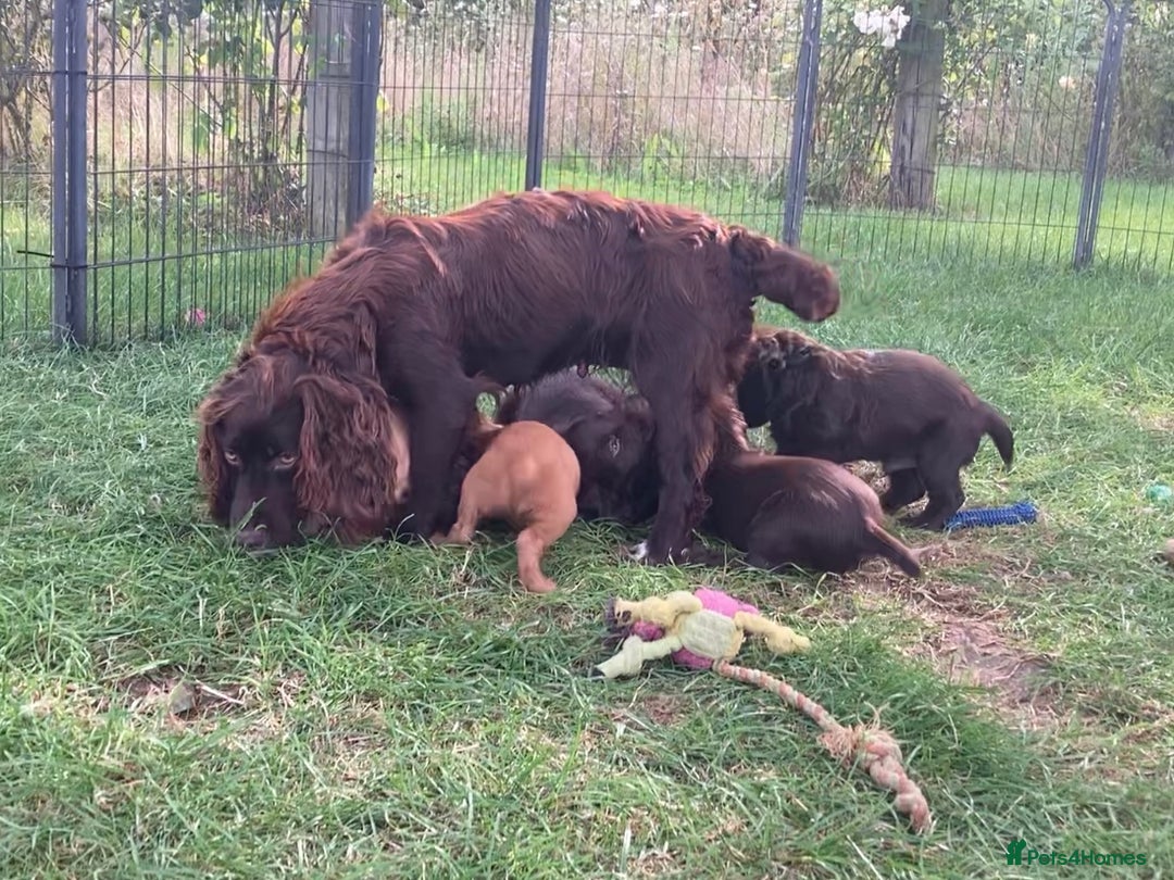 Cocker Spaniel dogs for sale: Cocker Spaniel pups - Image 4