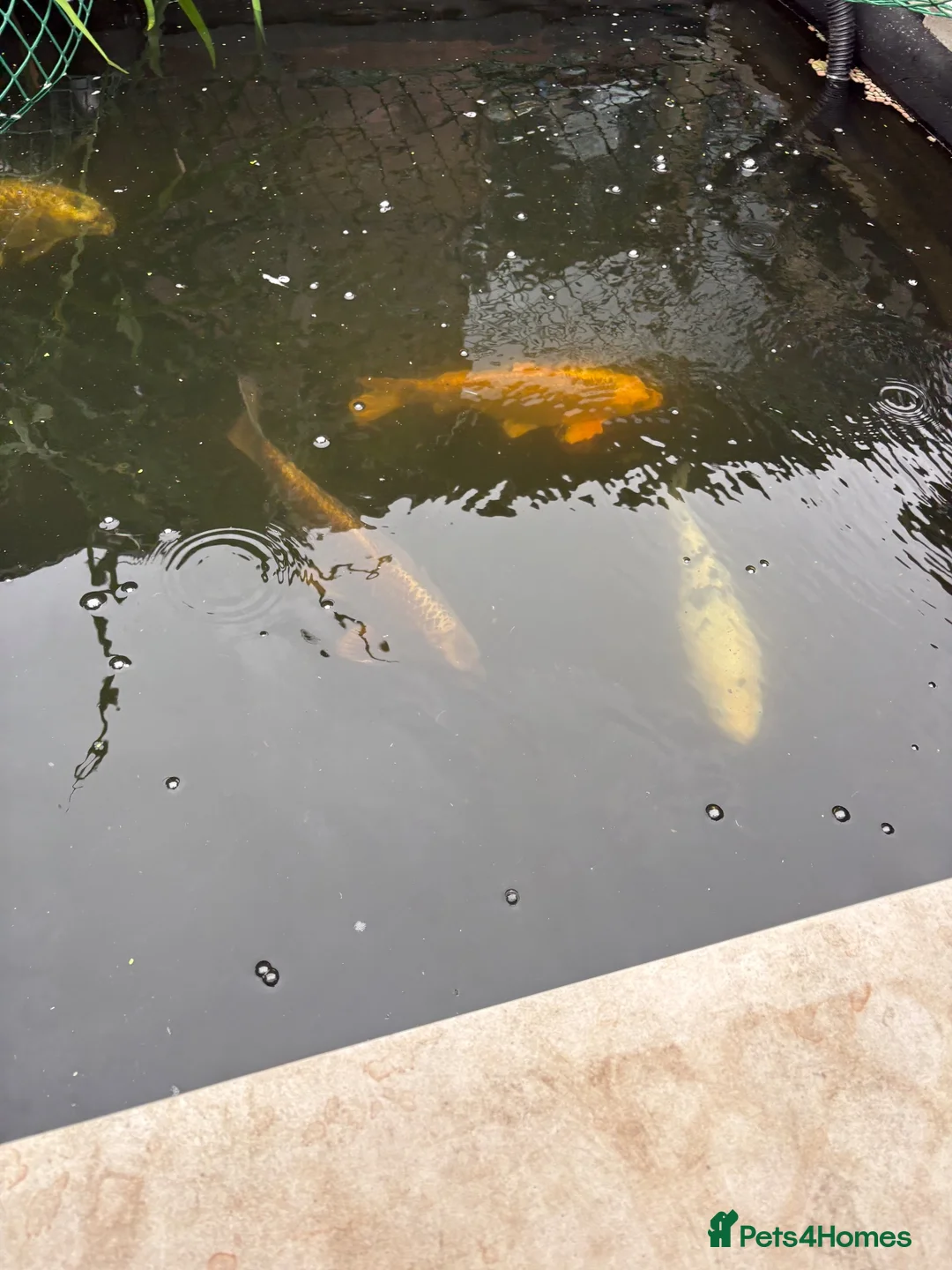 Koi Carp fish for sale: Koi carp  in Middlesbrough - Advert 10